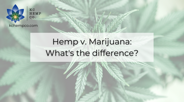 What's the Difference between Hemp and Marijuana? - KC Hemp Co.®