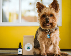 Dog ate your Cannabis Edibles?