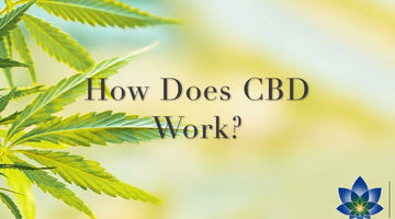 How Does CBD Work?