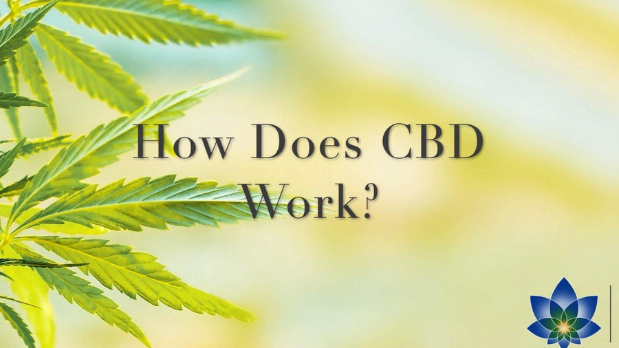 How Does CBD Work? KC Hemp Co.®